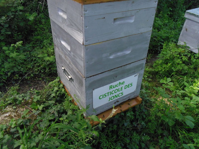 La ruche Cisticole des joncs