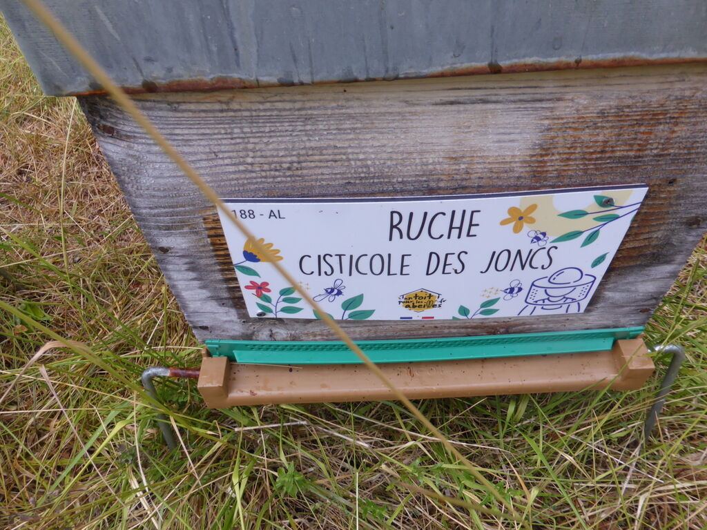 La ruche Cisticole des joncs