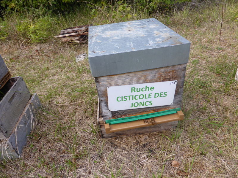 La ruche Cisticole des joncs