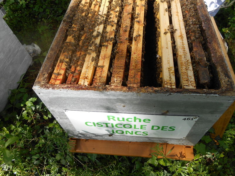 La ruche Cisticole des joncs