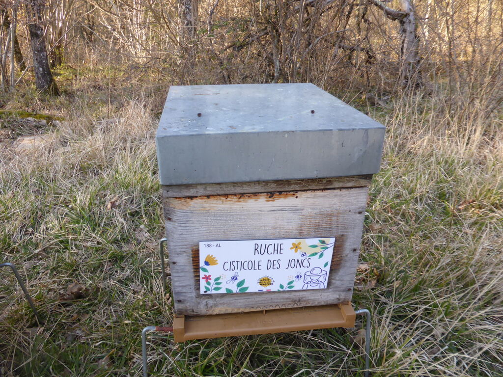 La ruche Cisticole des joncs