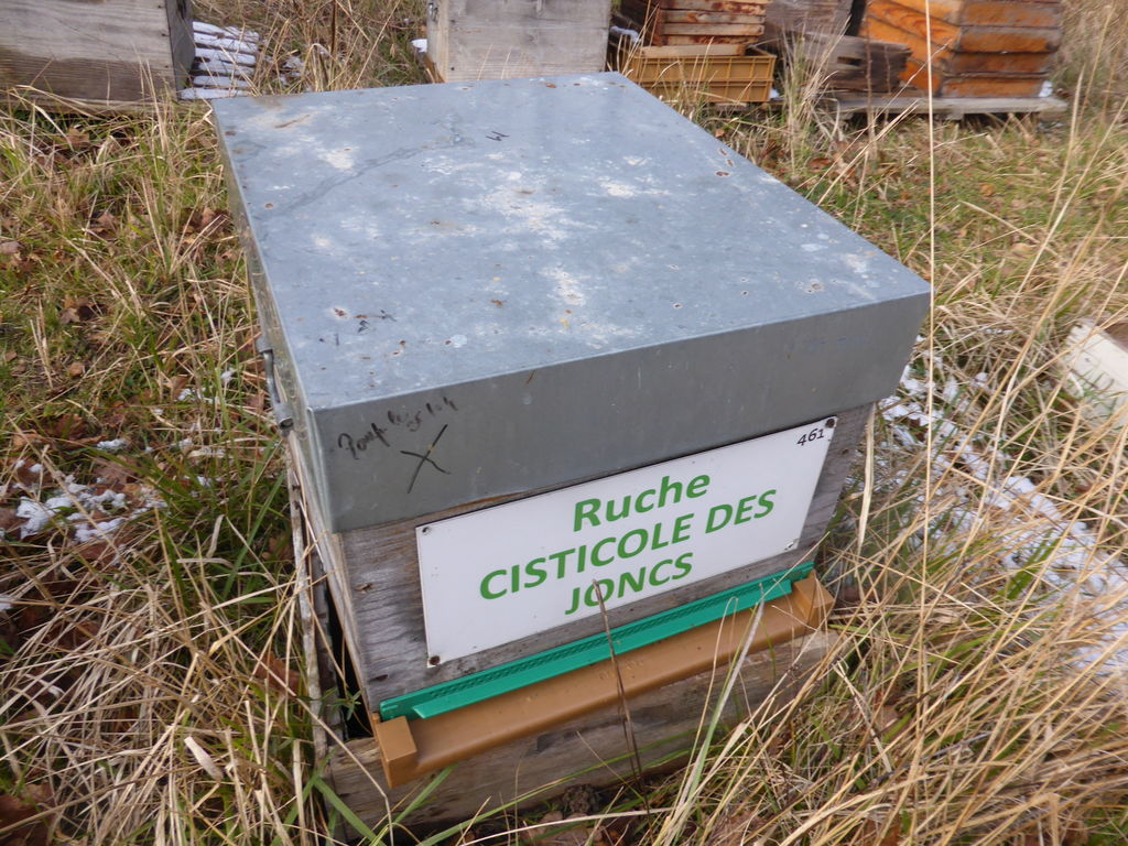 La ruche Cisticole des joncs