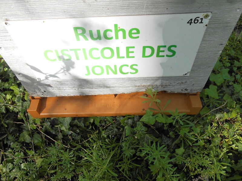 La ruche Cisticole des joncs