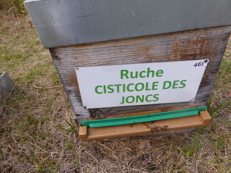 La ruche Cisticole des joncs