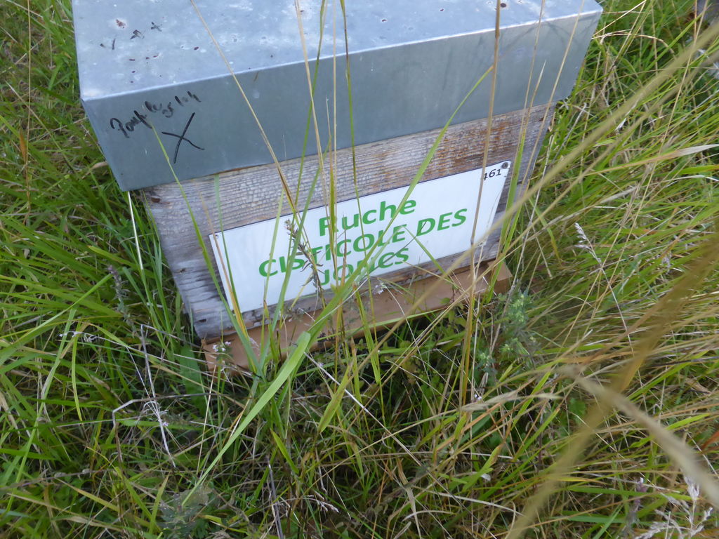 La ruche Cisticole des joncs