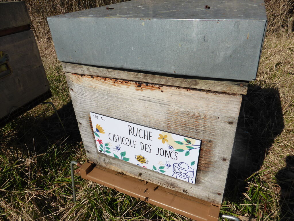 La ruche Cisticole des joncs