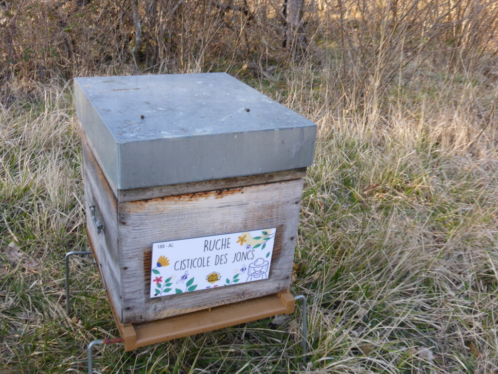 La ruche Cisticole des joncs