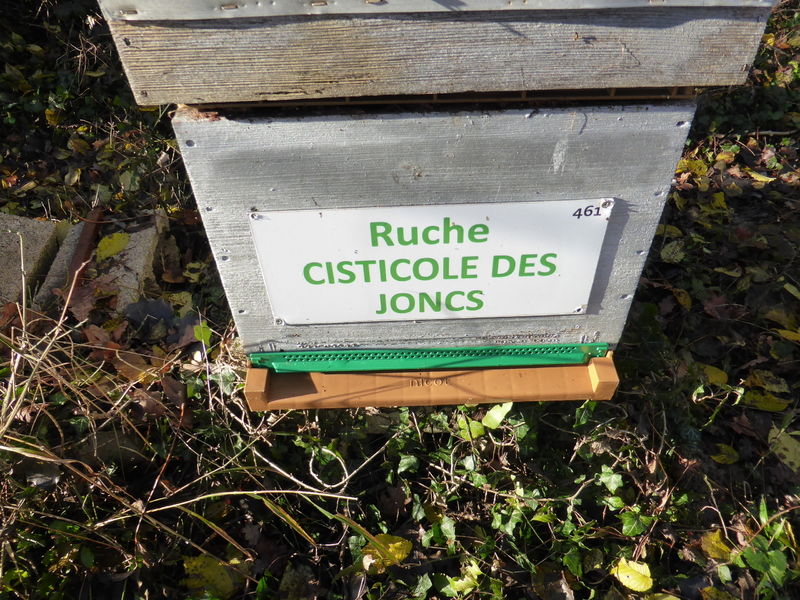 La ruche Cisticole des joncs
