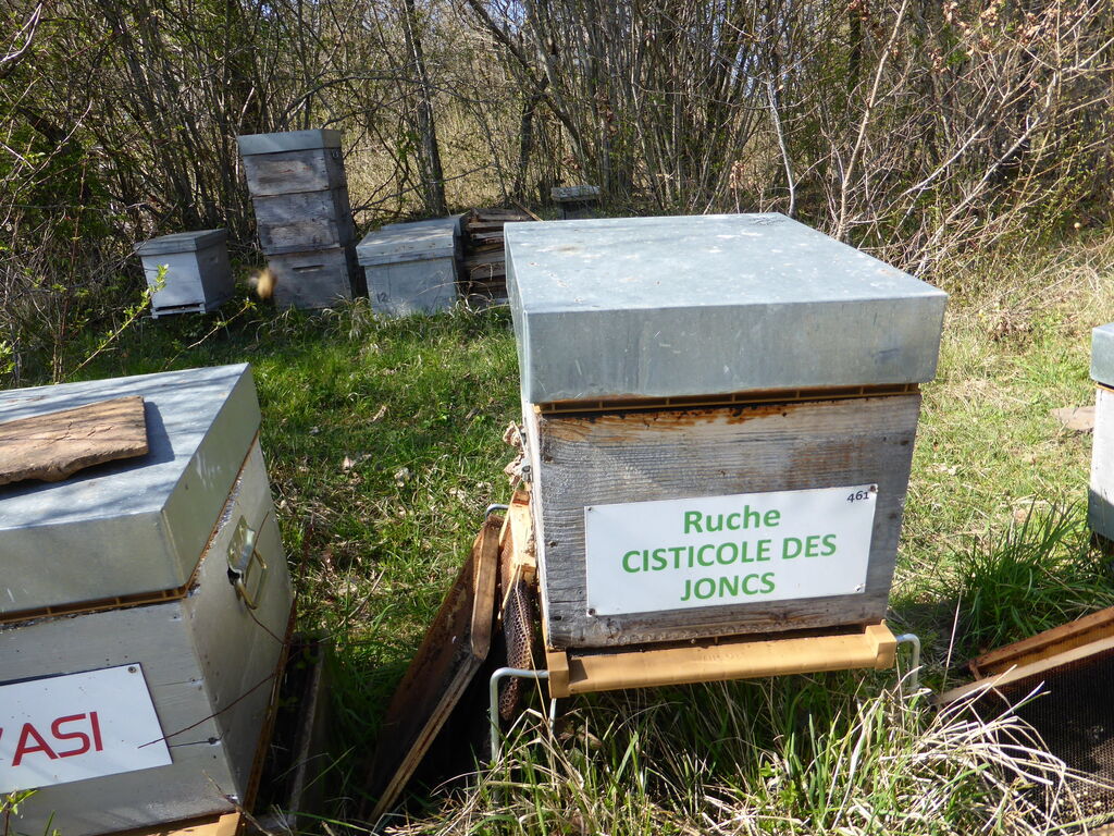 La ruche Cisticole des joncs