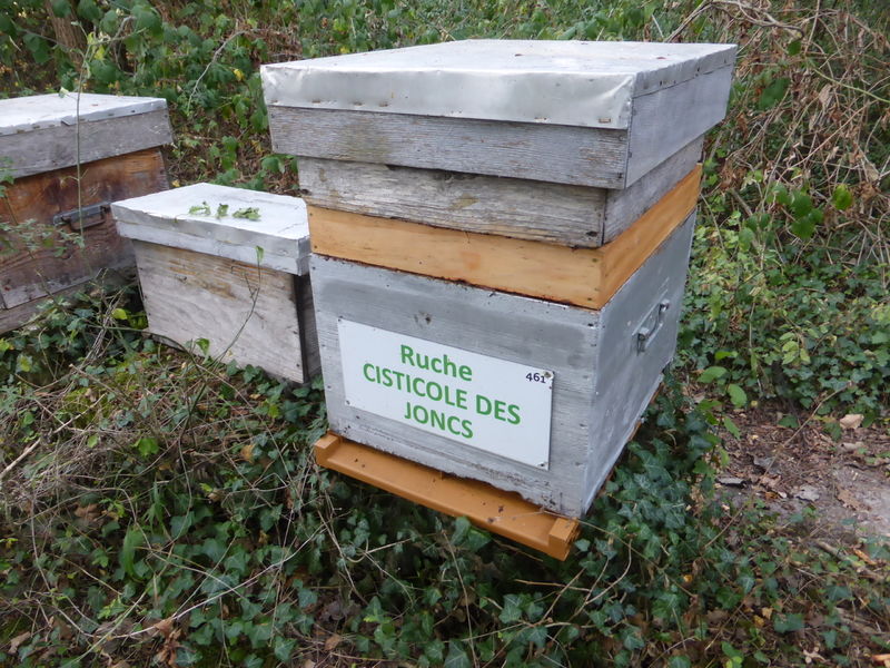 La ruche Cisticole des joncs
