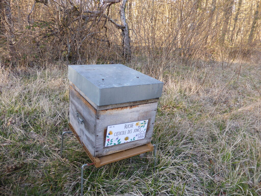 La ruche Cisticole des joncs