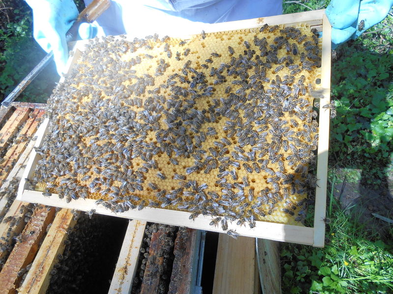 La ruche Cisticole des joncs