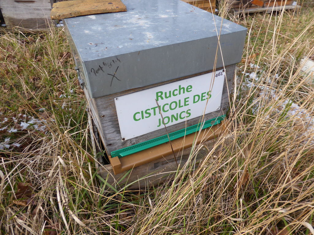 La ruche Cisticole des joncs