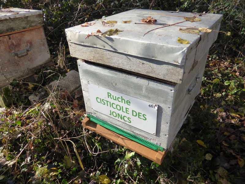 La ruche Cisticole des joncs