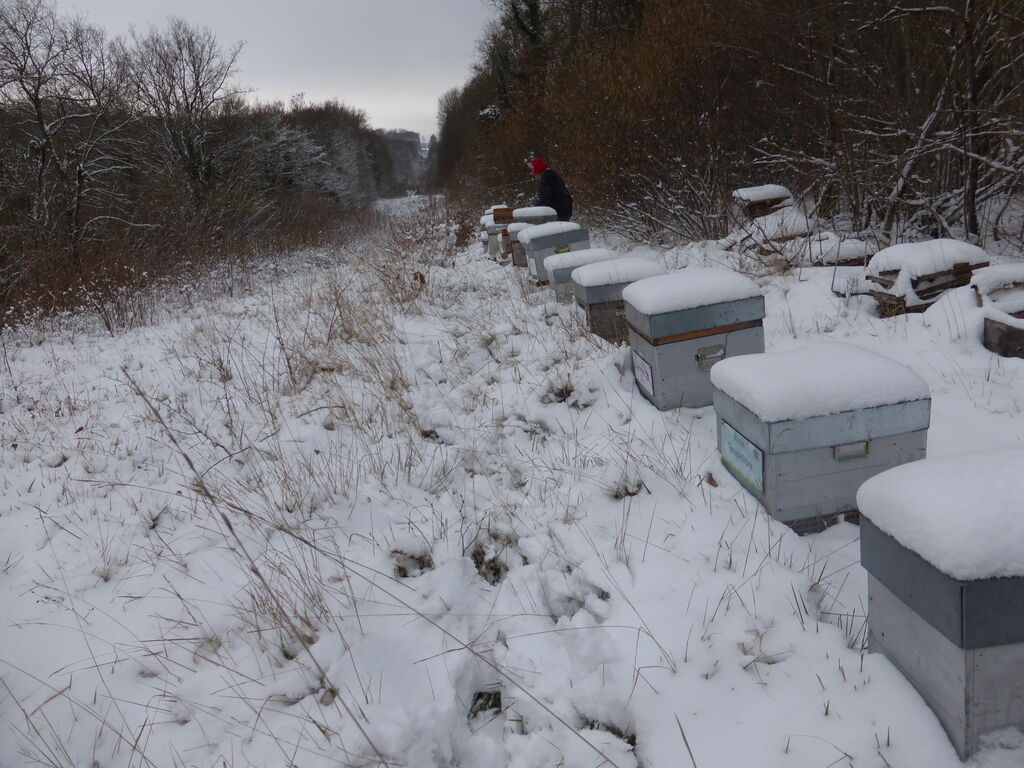 La ruche Cisticole des joncs