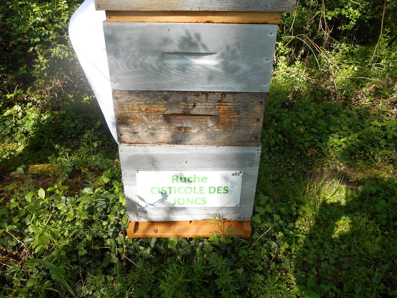 La ruche Cisticole des joncs