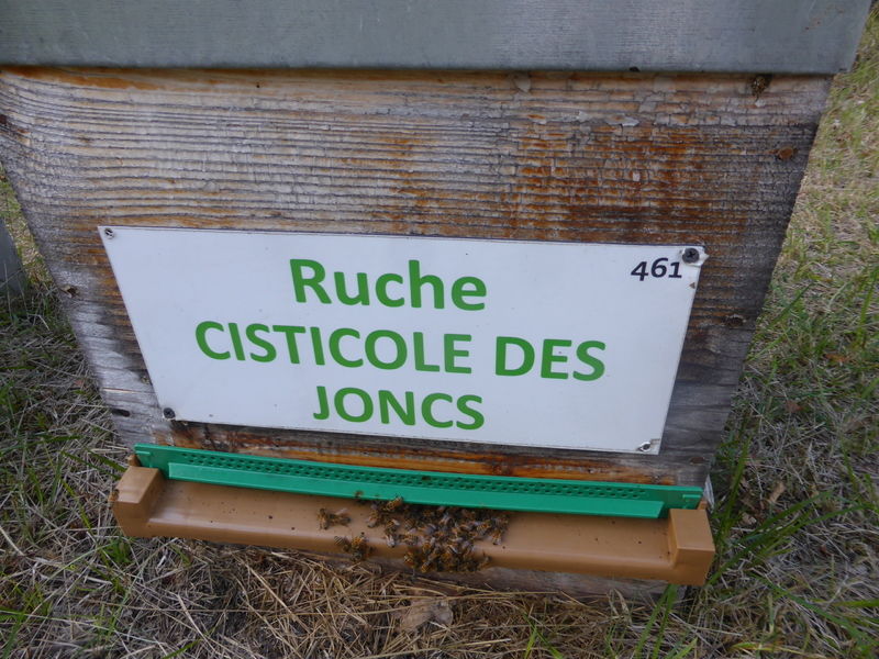 La ruche Cisticole des joncs