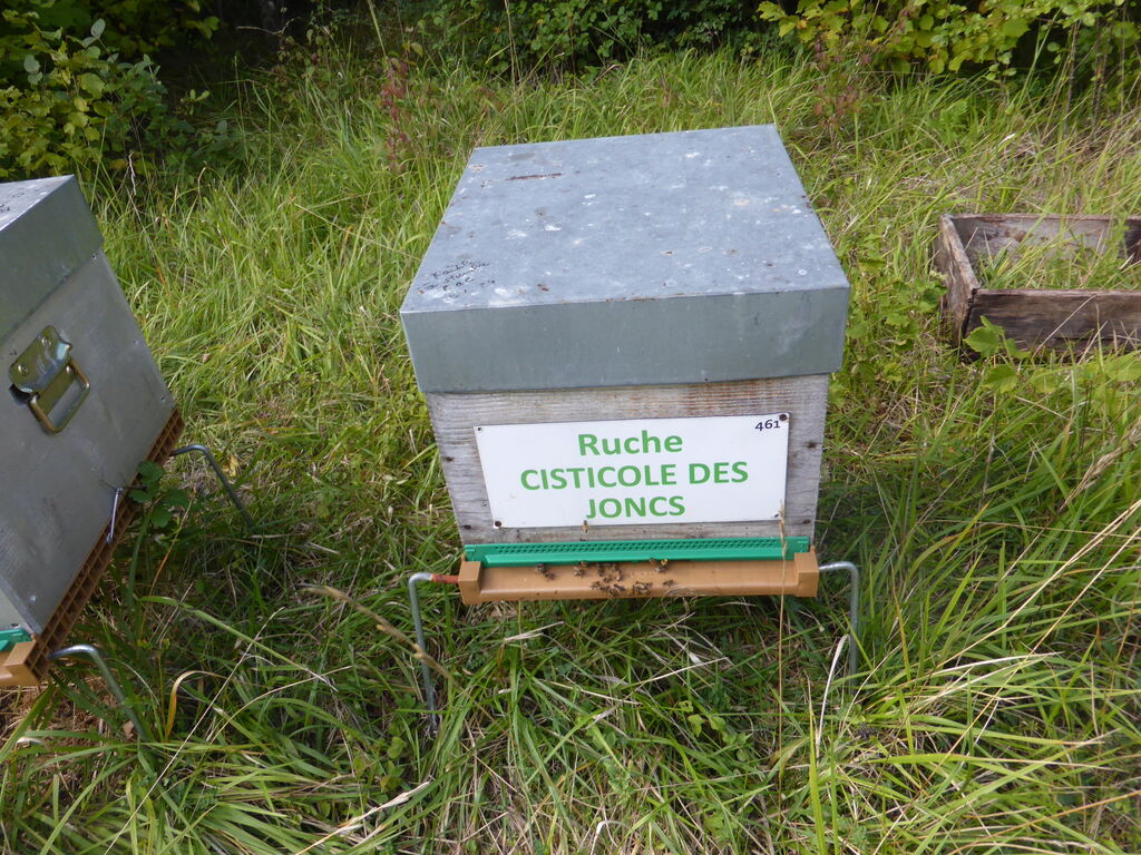 La ruche Cisticole des joncs