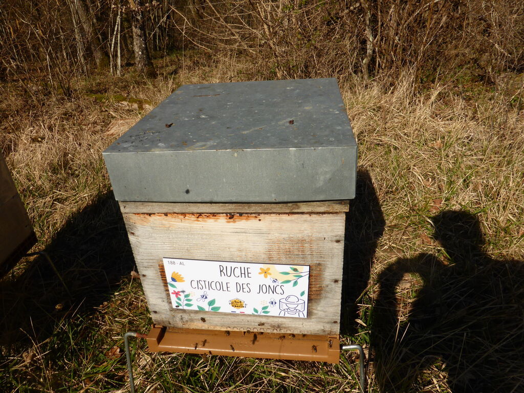 La ruche Cisticole des joncs