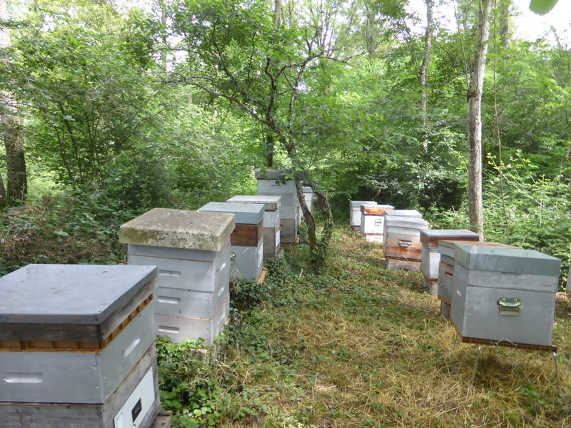 La ruche Cisticole des joncs