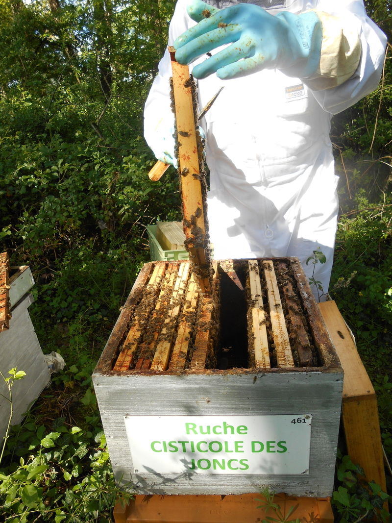 La ruche Cisticole des joncs