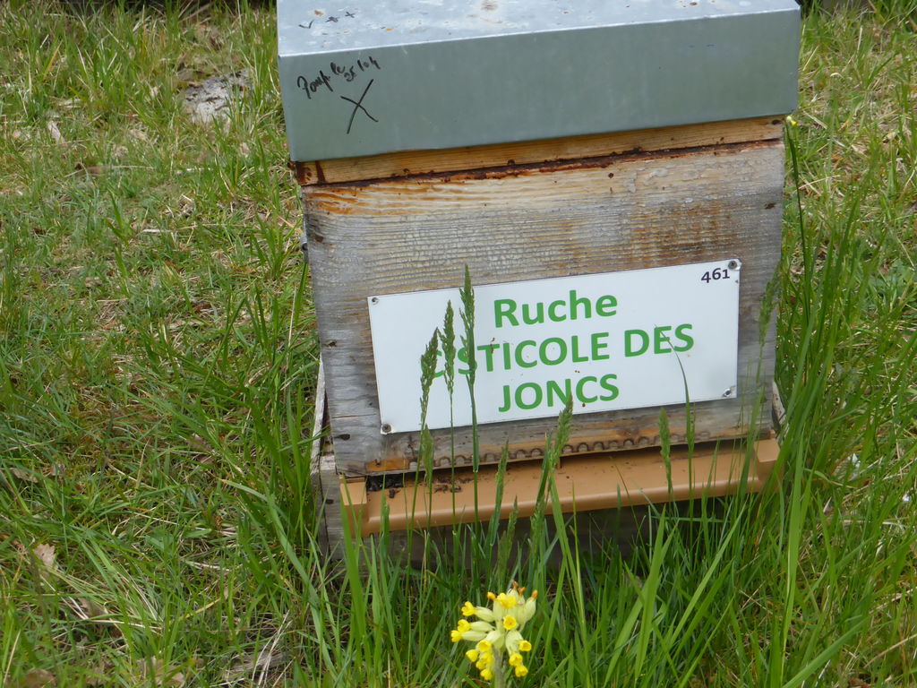 La ruche Cisticole des joncs