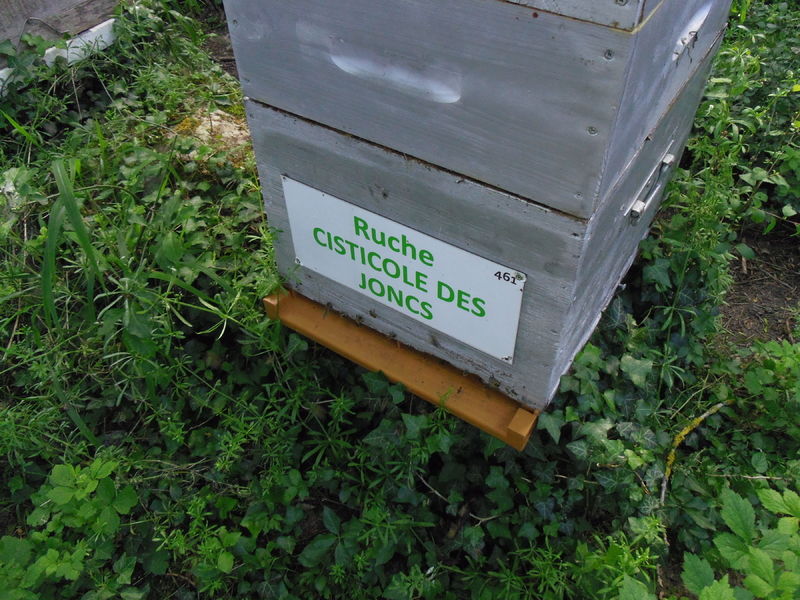 La ruche Cisticole des joncs