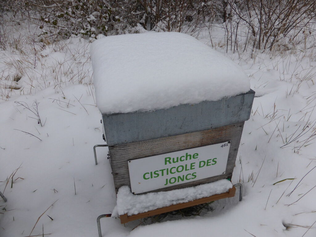 La ruche Cisticole des joncs