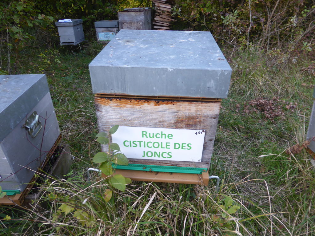 La ruche Cisticole des joncs