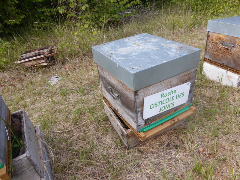 La ruche Cisticole des joncs