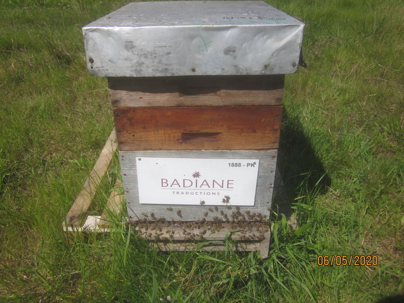 La ruche BADIANE TRADUCTIONS