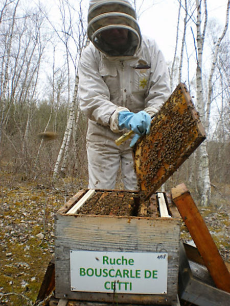 La ruche Bouscarle de cetti
