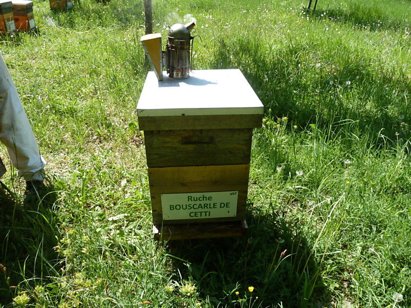 La ruche Bouscarle de cetti
