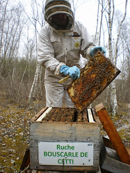 La ruche Bouscarle de cetti