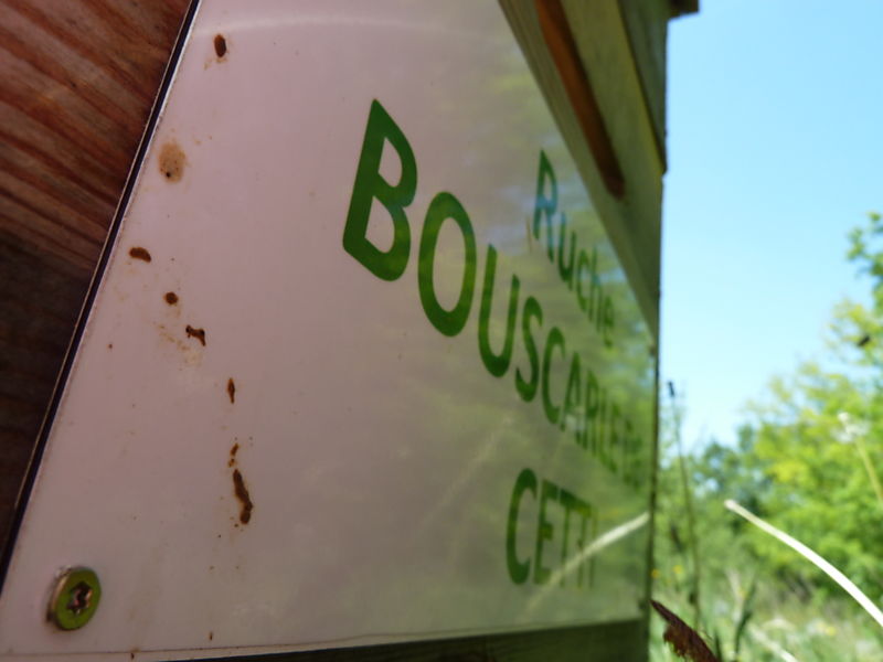 La ruche Bouscarle de cetti