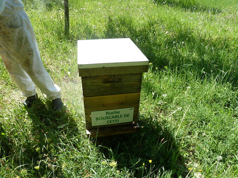 La ruche Bouscarle de cetti