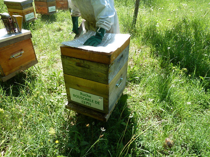 La ruche Bouscarle de cetti