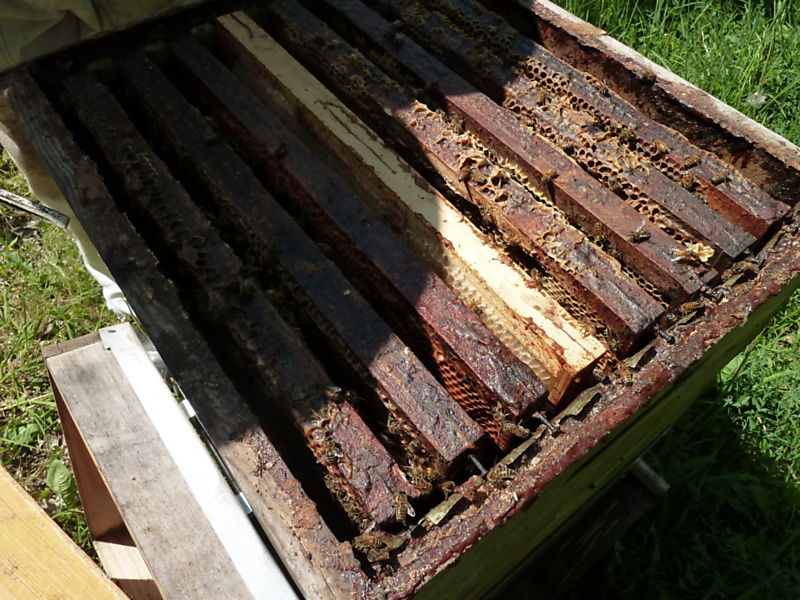 La ruche Bouscarle de cetti