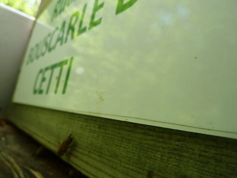 La ruche Bouscarle de cetti