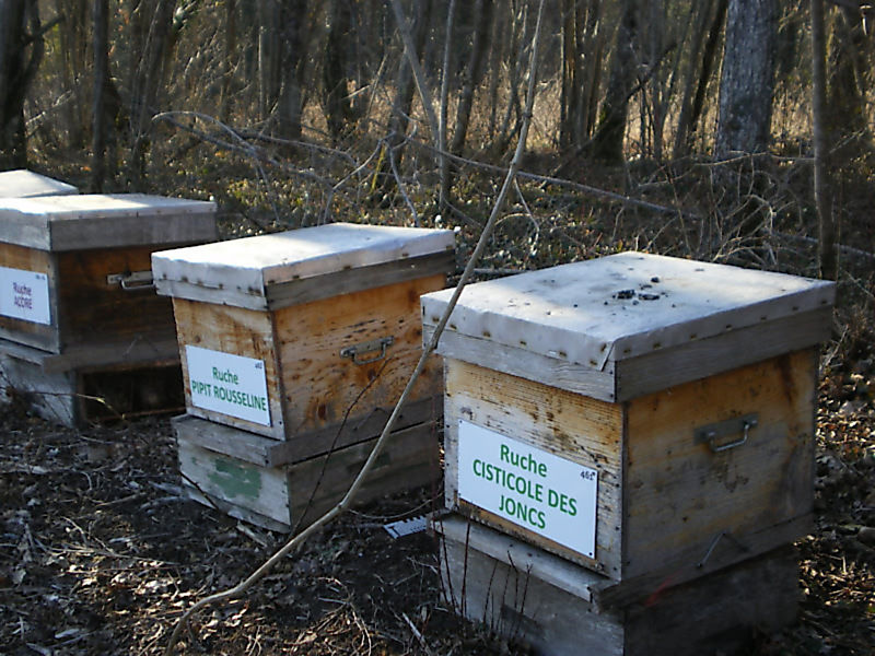 La ruche Bouscarle de cetti