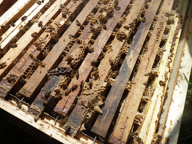 La ruche Bouscarle de cetti