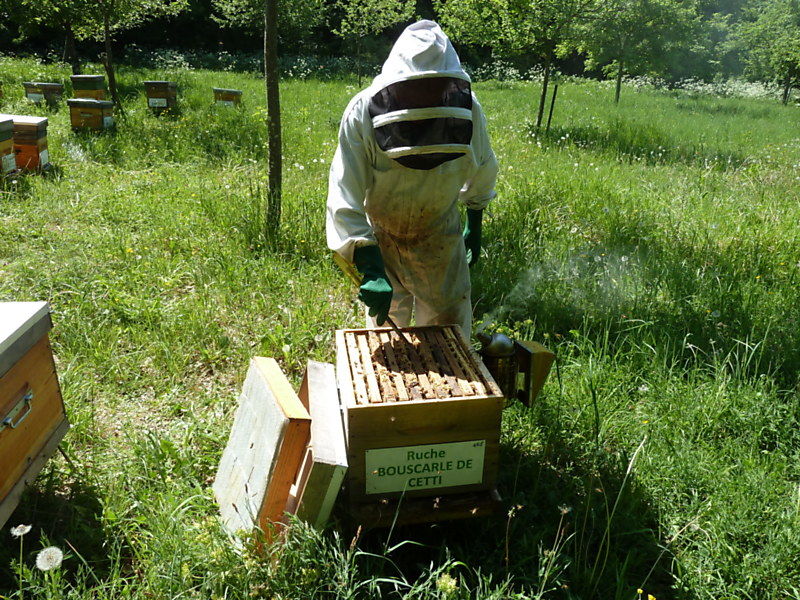 La ruche Bouscarle de cetti
