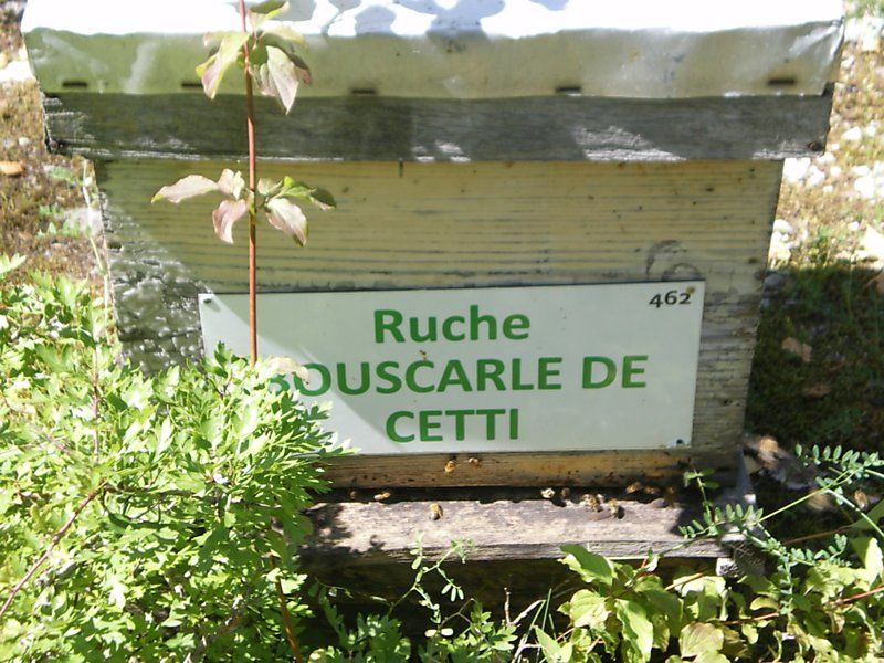 La ruche Bouscarle de cetti