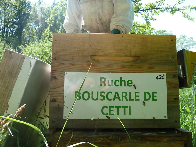 La ruche Bouscarle de cetti