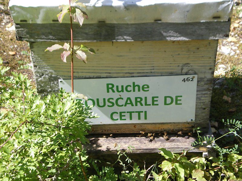 La ruche Bouscarle de cetti