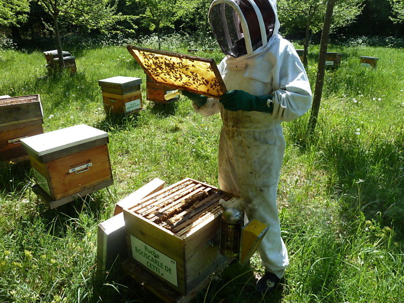 La ruche Bouscarle de cetti