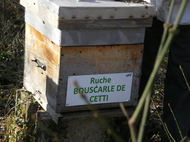 La ruche Bouscarle de cetti