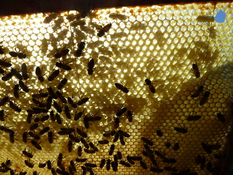 La ruche Bouscarle de cetti