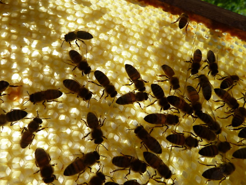 La ruche Bouscarle de cetti