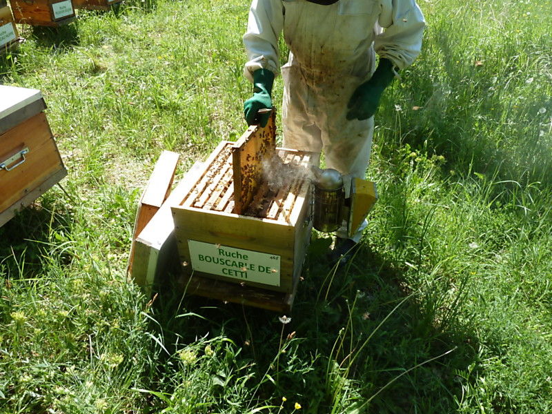 La ruche Bouscarle de cetti